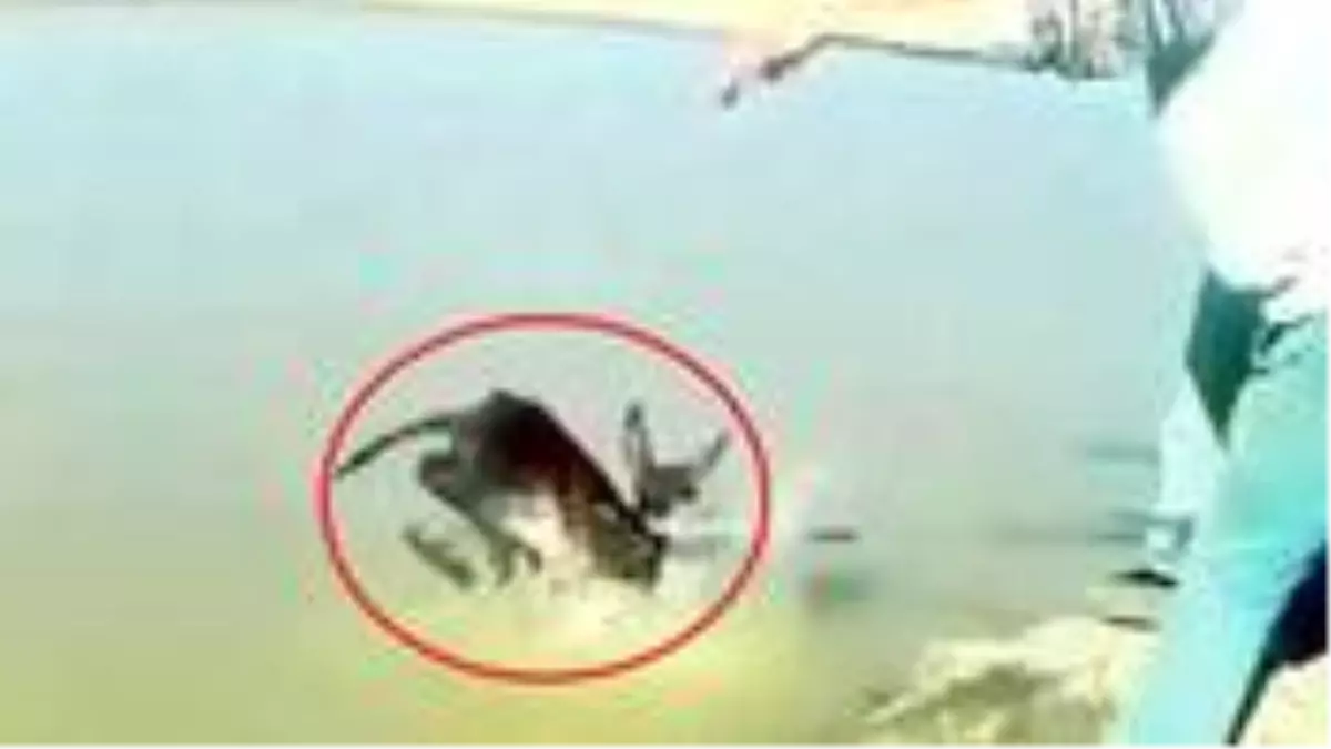 Vicdansızların sıpaya yaptığı işkence cezasız kalmadı