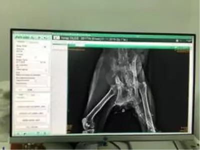 Yaralı sokak kedisi tedavi altına alındı Yaralı sokak kedisi tedavi altına alındı