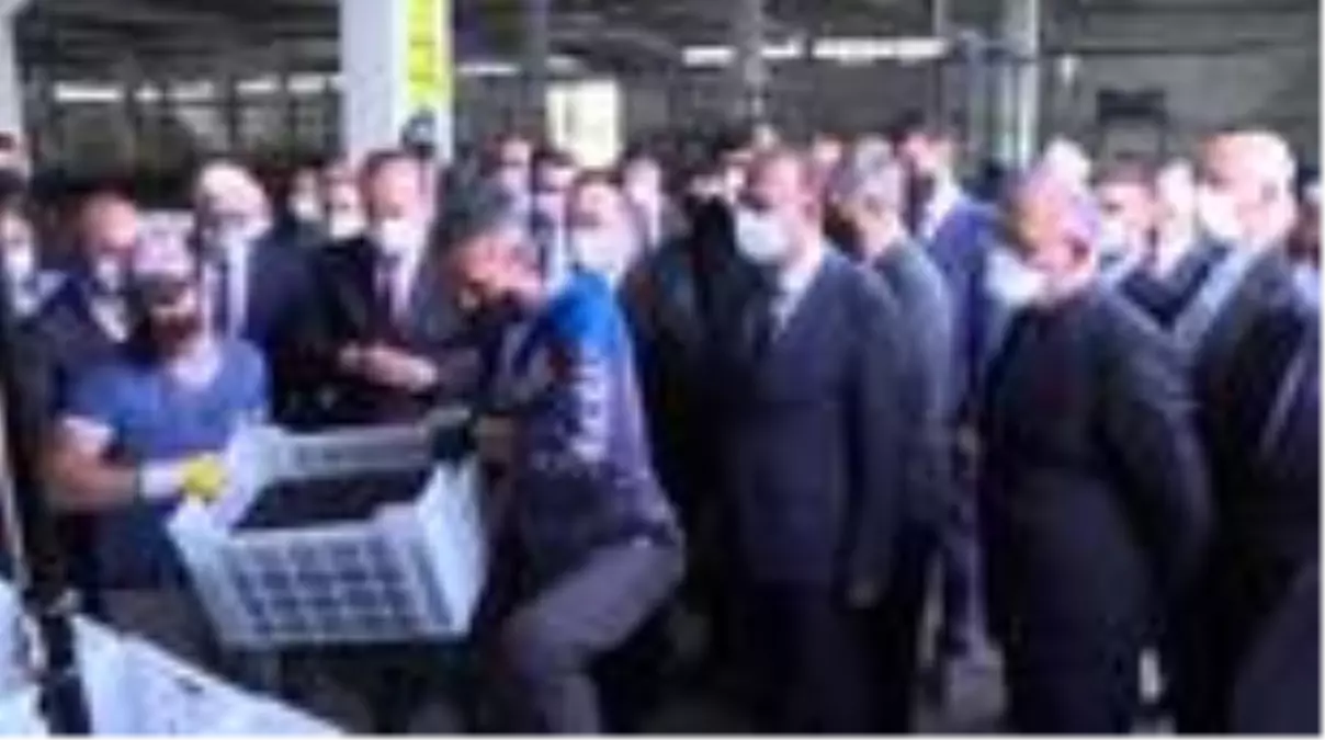 Zeytin hasadı başladı