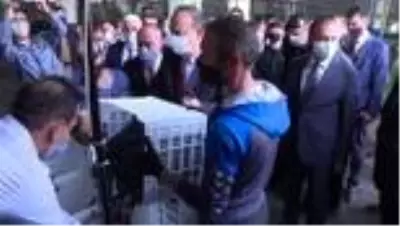 Zeytin hasadı başladı Zeytin hasadı başladı