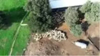 12 koyunu telef olan yetiştirici kadın: Hayvanım gebeyken can çekişti 12 koyunu telef olan yetiştirici kadın: Hayvanım gebeyken can çekişti