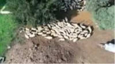 12 koyunu telef olan yetiştirici kadın: Hayvanım gebeyken can çekişti 12 koyunu telef olan yetiştirici kadın: Hayvanım gebeyken can çekişti