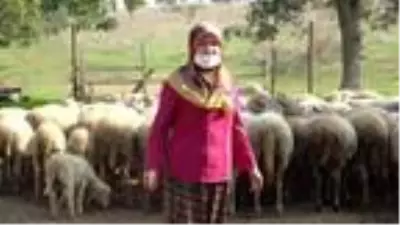 12 koyunu telef olan yetiştirici kadın: Hayvanım gebeyken can çekişti 12 koyunu telef olan yetiştirici kadın: Hayvanım gebeyken can çekişti