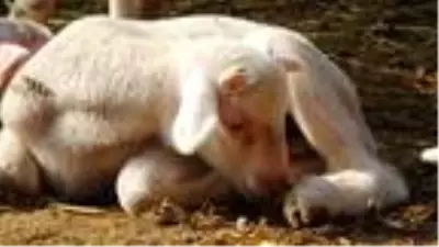 12 koyunu telef olan yetiştirici kadın: Hayvanım gebeyken can çekişti 12 koyunu telef olan yetiştirici kadın: Hayvanım gebeyken can çekişti