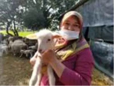 12 koyunu telef olan yetiştirici kadın: Hayvanım gebeyken can çekişti 12 koyunu telef olan yetiştirici kadın: Hayvanım gebeyken can çekişti