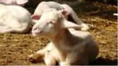 12 koyunu telef olan yetiştirici kadın: Hayvanım gebeyken can çekişti 12 koyunu telef olan yetiştirici kadın: Hayvanım gebeyken can çekişti