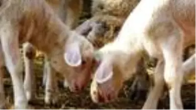 12 koyunu telef olan yetiştirici kadın: Hayvanım gebeyken can çekişti 12 koyunu telef olan yetiştirici kadın: Hayvanım gebeyken can çekişti