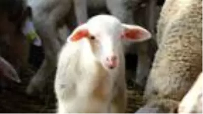 12 koyunu telef olan yetiştirici kadın: Hayvanım gebeyken can çekişti 12 koyunu telef olan yetiştirici kadın: Hayvanım gebeyken can çekişti