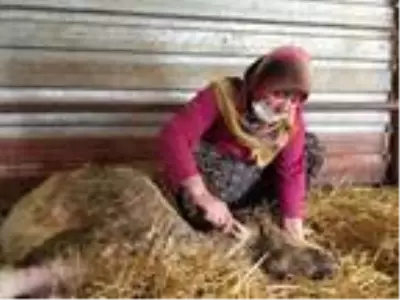 12 koyunu telef olan yetiştirici kadın: Hayvanım gebeyken can çekişti 12 koyunu telef olan yetiştirici kadın: Hayvanım gebeyken can çekişti