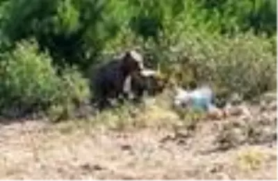 Son dakika! Aç kalan ayını orman işçileri besledi Son dakika! Aç kalan ayını orman işçileri besledi
