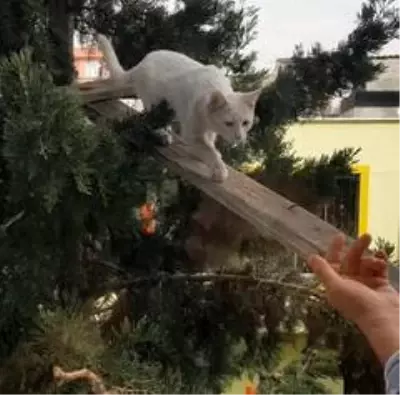 Ağaçta mahsur kalan kediyi köprü yaptığı tahta ile kurtardı Ağaçta mahsur kalan kediyi köprü yaptığı tahta ile kurtardı