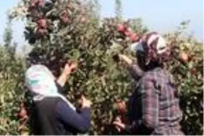 DAP ve DAKA'dan Ahlat'taki elma yetiştiricilerine destek DAP ve DAKA'dan Ahlat'taki elma yetiştiricilerine destek