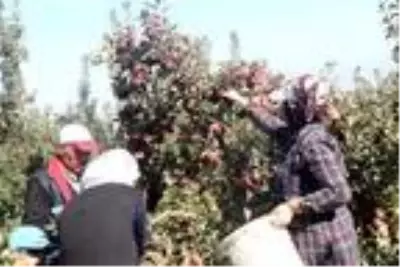 DAP ve DAKA'dan Ahlat'taki elma yetiştiricilerine destek DAP ve DAKA'dan Ahlat'taki elma yetiştiricilerine destek