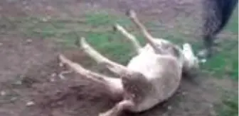 Haberler: Krediyle aldığı koyunlar küpe takıldıktan sonra aniden fenalaşıp ölmeye başladı Haberler: Krediyle aldığı koyunlar küpe takıldıktan sonra aniden fenalaşıp ölmeye başladı