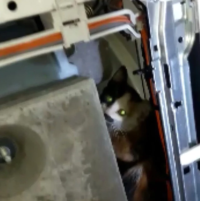 Son dakika haber! Çamaşır makinesinde mahsur kalan kediyi itfaiye