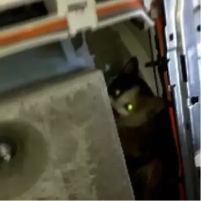 Son dakika haber! Çamaşır makinesinde mahsur kalan kediyi itfaiye kurtardı Son dakika haber! Çamaşır makinesinde mahsur kalan kediyi itfaiye kurtardı