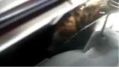 Son dakika haber! Çamaşır makinesinde mahsur kalan kediyi itfaiye kurtardı Son dakika haber! Çamaşır makinesinde mahsur kalan kediyi itfaiye kurtardı