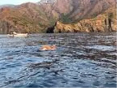 Cumhuriyet Bayramı için 29 kilometre kulaç attı Cumhuriyet Bayramı için 29 kilometre kulaç attı