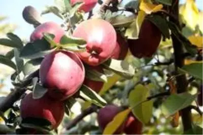DAP ve DAKA'dan Ahlat'taki elma yetiştiricilerine destek DAP ve DAKA'dan Ahlat'taki elma yetiştiricilerine destek