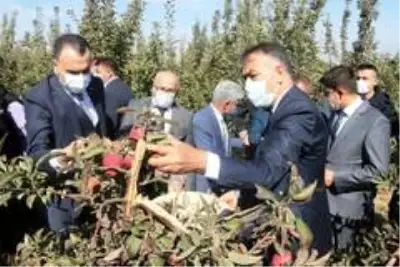 DAP ve DAKA'dan Ahlat'taki elma yetiştiricilerine destek DAP ve DAKA'dan Ahlat'taki elma yetiştiricilerine destek