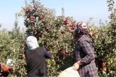 DAP ve DAKA'dan Ahlat'taki elma yetiştiricilerine destek DAP ve DAKA'dan Ahlat'taki elma yetiştiricilerine destek