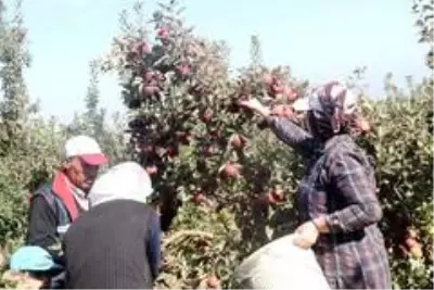 DAP ve DAKA'dan Ahlat'taki elma yetiştiricilerine destek DAP ve DAKA'dan Ahlat'taki elma yetiştiricilerine destek