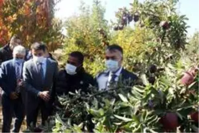 DAP ve DAKA'dan Ahlat'taki elma yetiştiricilerine destek DAP ve DAKA'dan Ahlat'taki elma yetiştiricilerine destek