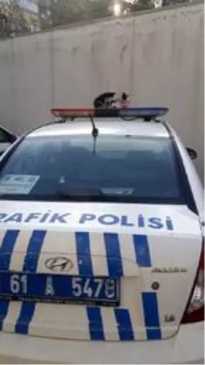 Son dakika haber | Ekip otosunun tepe lambasına çıkan kediye polislerden mama Son dakika haber | Ekip otosunun tepe lambasına çıkan kediye polislerden mama