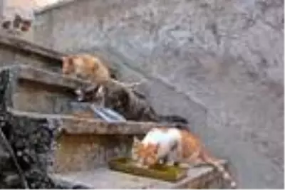 Emekli maaşıyla sokak kedilerine bakıyor Emekli maaşıyla sokak kedilerine bakıyor