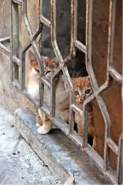 Emekli maaşıyla sokak kedilerine bakıyor Emekli maaşıyla sokak kedilerine bakıyor