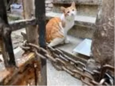 Emekli maaşıyla sokak kedilerine bakıyor Emekli maaşıyla sokak kedilerine bakıyor