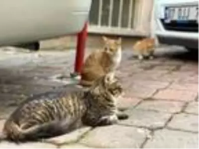 Emekli maaşıyla sokak kedilerine bakıyor Emekli maaşıyla sokak kedilerine bakıyor