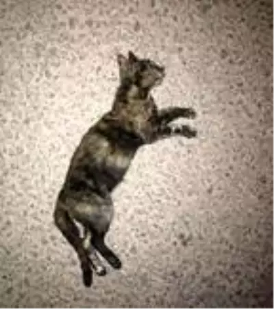 Son dakika! Karamanlı'da sokak hayvanlarının öldürülmesine suç duyurusu Son dakika! Karamanlı'da sokak hayvanlarının öldürülmesine suç duyurusu