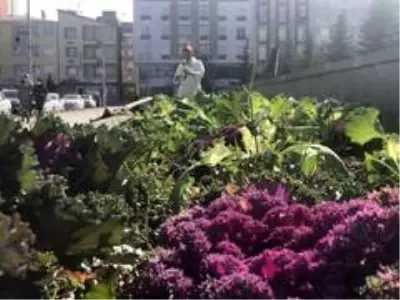 Kars'ta havuzların etrafı çiçekleniyor Kars'ta havuzların etrafı çiçekleniyor