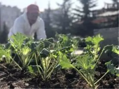 Kars'ta havuzların etrafı çiçekleniyor Kars'ta havuzların etrafı çiçekleniyor