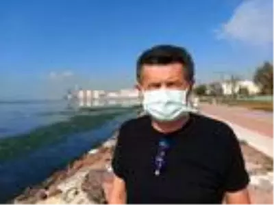 Karşıyaka'da sahil, 'deniz marulu' yosunlarla doldu Karşıyaka'da sahil, 'deniz marulu' yosunlarla doldu