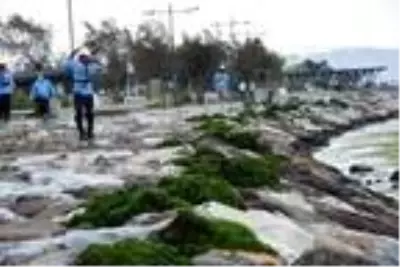 Karşıyaka'da sahil, 'deniz marulu' yosunlarla doldu Karşıyaka'da sahil, 'deniz marulu' yosunlarla doldu
