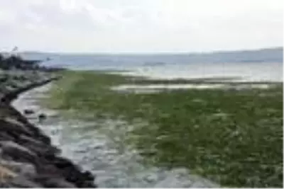 Karşıyaka'da sahil, 'deniz marulu' yosunlarla doldu Karşıyaka'da sahil, 'deniz marulu' yosunlarla doldu