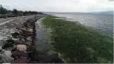 Karşıyaka'da sahil, 'deniz marulu' yosunlarla doldu Karşıyaka'da sahil, 'deniz marulu' yosunlarla doldu
