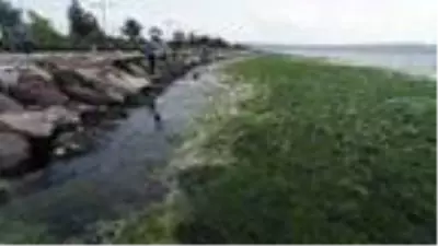 Karşıyaka'da sahil, 'deniz marulu' yosunlarla doldu Karşıyaka'da sahil, 'deniz marulu' yosunlarla doldu
