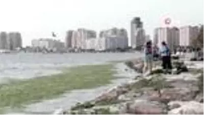Karşıyaka sahili deniz marullarıyla doldu Karşıyaka sahili deniz marullarıyla doldu