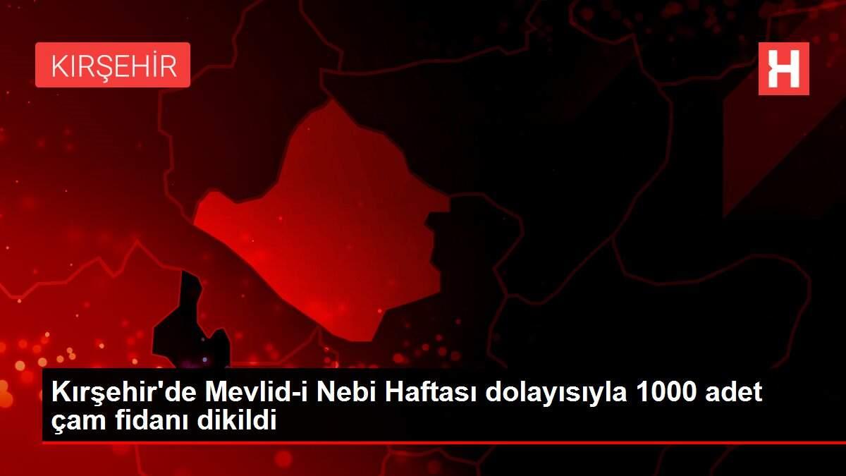 Kırşehir'de Mevlid-i Nebi Haftası dolayısıyla 1000 adet çam fidanı dikildi Kırşehir'de Mevlid-i Nebi Haftası dolayısıyla 1000 adet çam fidanı dikildi