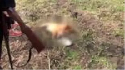 Son dakika! Komşusunun tüfekle öldürdüğü köpeğinin ardından gözyaşı döktü Son dakika! Komşusunun tüfekle öldürdüğü köpeğinin ardından gözyaşı döktü