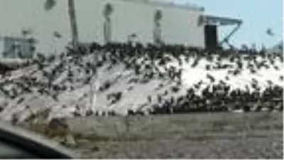 Kuşlar, brandayı delerek hububata ulaşmaya çalışıyor Kuşlar, brandayı delerek hububata ulaşmaya çalışıyor