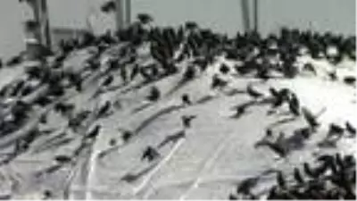 Kuşlar, brandayı delerek hububata ulaşmaya çalışıyor Kuşlar, brandayı delerek hububata ulaşmaya çalışıyor
