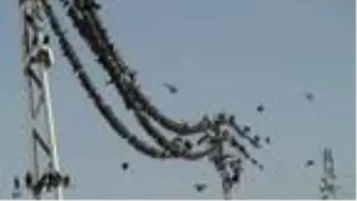 Kuşlar, brandayı delerek hububata ulaşmaya çalışıyor Kuşlar, brandayı delerek hububata ulaşmaya çalışıyor