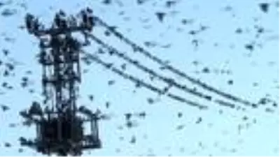Kuşlar, brandayı delerek hububata ulaşmaya çalışıyor Kuşlar, brandayı delerek hububata ulaşmaya çalışıyor