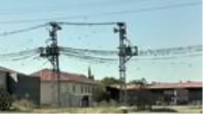 Kuşlar, brandayı delerek hububata ulaşmaya çalışıyor Kuşlar, brandayı delerek hububata ulaşmaya çalışıyor
