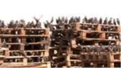 Kuşlar, brandayı delerek hububata ulaşmaya çalışıyor Kuşlar, brandayı delerek hububata ulaşmaya çalışıyor