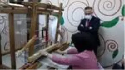 Rize'de, 60 yıl sonra üretilen kenevir hasat ediliyor Rize'de, 60 yıl sonra üretilen kenevir hasat ediliyor